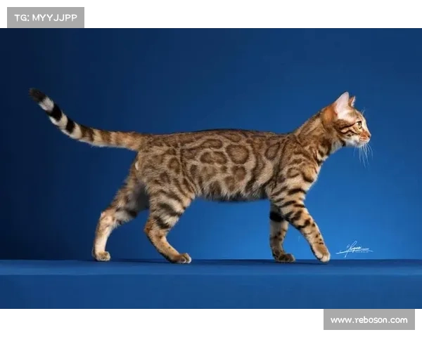 赛果速递:广东悦跑豹猫以精彩表现获胜(广东 豹猫) 赛果速递:广东悦跑豹猫以精彩表现获胜(广东 豹猫)