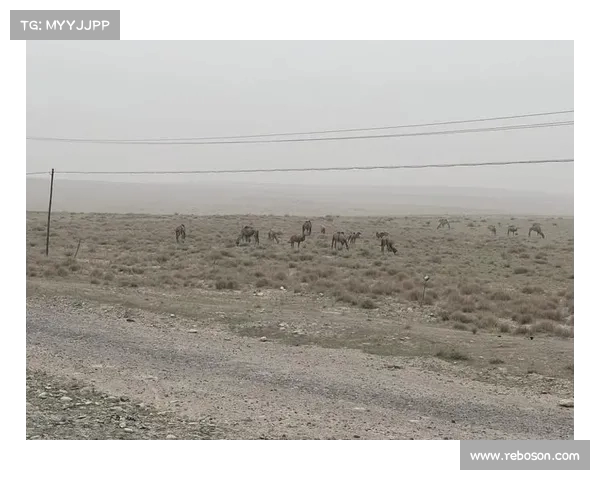 面对的收益,新疆游为何让游客感到无奈?探讨背后的压力与挑战 面对的收益,新疆游为何让游客感到无奈?探讨背后的压力与挑战